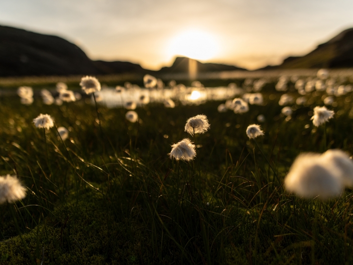 Linaigrettes au coucher de soleil, lacs giaset