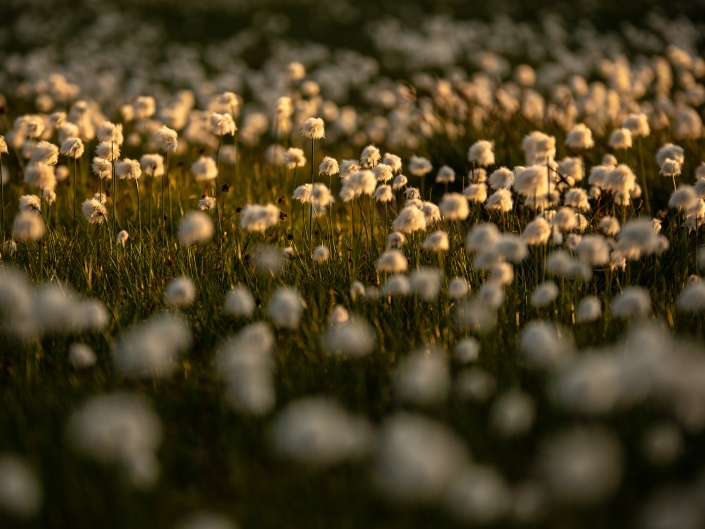 Linaigrettes au coucher de soleil, lacs giaset