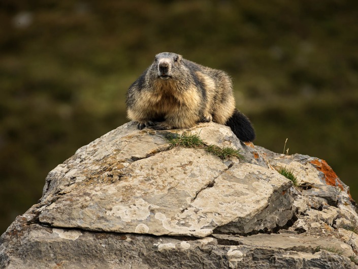 Marmotte sur son rocher en Vanoise