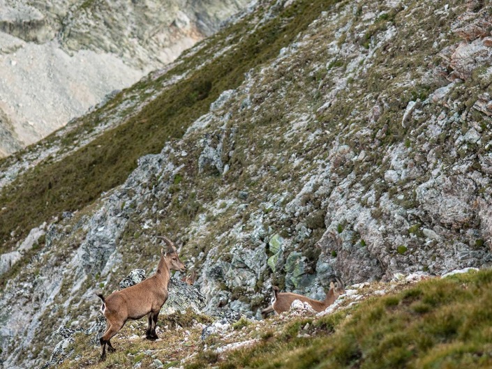 Bouquetin au gros peyron