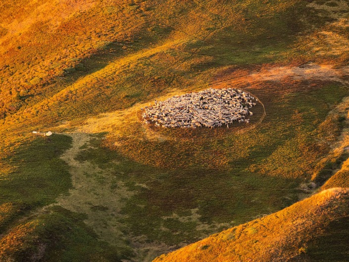 Depuis la Tête de l'Aulp : troupeau de moutons parqué