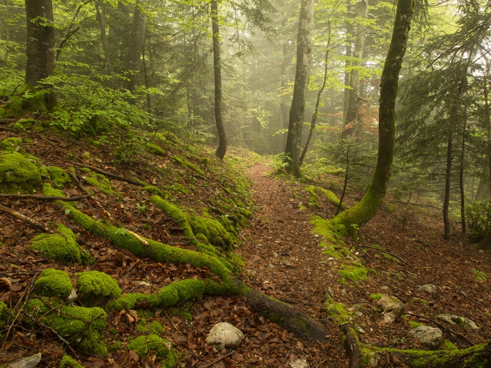 Forêt dans la brume en Chartreuse au-dessus de Saint-Hilaire-du-Touvet
