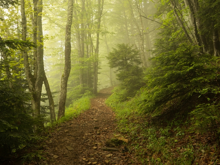 Forêt dans la brume en Chartreuse au-dessus de Saint-Hilaire-du-Touvet