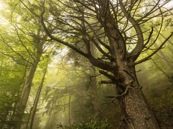 Forêt dans la brume en Chartreuse au-dessus de Saint-Hilaire-du-Touvet