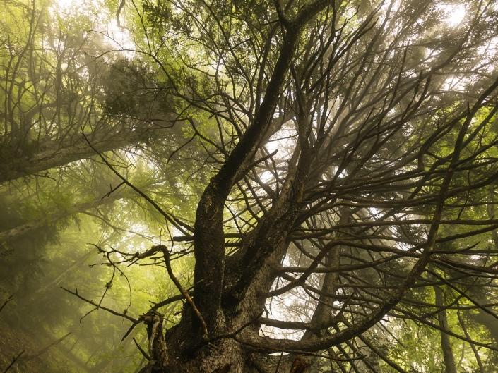 Forêt dans la brume en Chartreuse au-dessus de Saint-Hilaire-du-Touvet