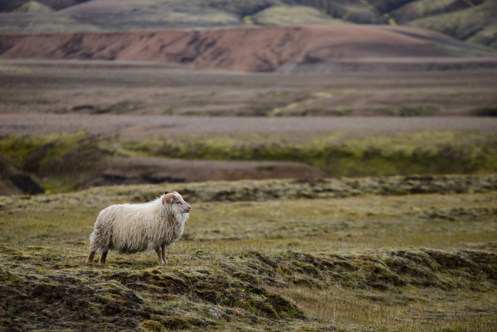 Mouton en Islande